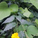 구평동-31 이미지