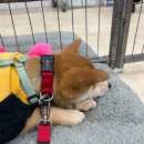 에스플렉스센터 | 마포구 상암동 서울동물복지지원센터 유기견 강아지 산책 봉사 후기