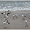 부산갈메기 이미지