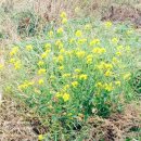 중앙식당민박 이미지