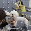 바닐라 애견샵 이미지