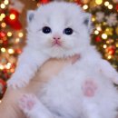 써니캣 | [랄라스윗 랙돌캐터리] 14–15th TICA-TKBS CAT SHOW 캣쇼 후기(1)