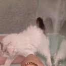 캣카페 낭만고양이 이미지