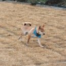 랩도그빌 이미지