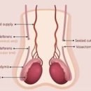 정관 통증, 정관 후 정자 (과정, , 복원) 이미지