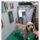 멍이랑몽이 미용 이미지