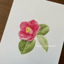 색연필로 그리는 꽃, 보태니컬 아트 | [공지] [현대백화점 압구정점 수업 안내] 색연필로 그리는 꽃과 열매, 보타니컬아트 1월