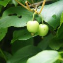 노루생태관찰원 이미지