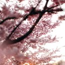 파나슈