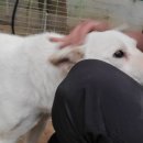 똥강아지 이미지