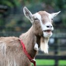 소원농장 이미지