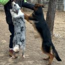 GPS 애견학교 이미지