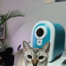 옥시메디 | 고양이 네뷸라이저 오투메디 세이프비 강아지산소방 대여 산소호흡기 대여