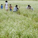 메밀꽃필무렵(전) 이미지