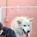 마이핫독 이미지