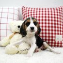 사랑애견샵 이미지