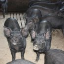 정(情)돼지국밥 이미지