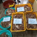 동해-단속-23 이미지