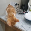 둘레길 동물병원 이미지