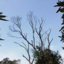 표선면 세화리 이미지