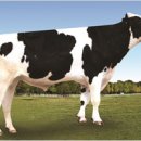 선호축산 이미지