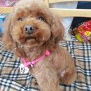 애견마을 이미지