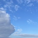 제주 돌고래 이미지