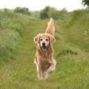 보들보들 이미지