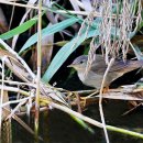 알락꼬리쥐발귀 (Middendorff's Grasshooper Warbler) ('24.11.15 수원) 이미지