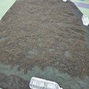 바다의 불로초라는 톳 제주도 자연산 마른톳 주문받습니다 필요하신분 문의 주셔도 좋습니다 이미지