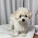 베이비그룸 이미지