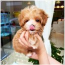 멍샵 | 멍샵 강아지분양 인천본점에서 보낸 작은 하루 기록^^!