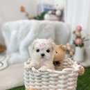 유앤미펫 강아지분양 고양이분양 일산점 이미지