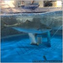 희망수산 | 수원 방어 포장 맛집, 희망수산 모둠회 솔직후기