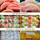 삼태산농원 장택백도 50% 맛보기 이벤트 이미지