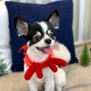 도그살롱바른핏 이미지