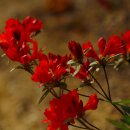 문화초등학교 이미지