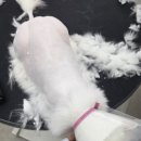 냥클래스 이미지