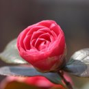 사랑나무유치원 이미지