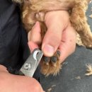 부천애견미용 멍미살롱 이미지