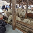 준호목장 이미지