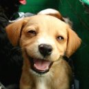 웃으면복이와요 이미지