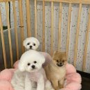 그루밍154 이미지