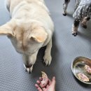 댕댕어썸 이미지