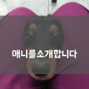애니케어동물병원 이미지
