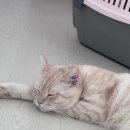 부산동물병원 제넷 이미지