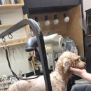 체인지펫샵 이미지