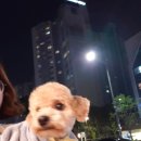 그루밍 플래너 이미지