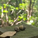 선흘리에 | 제주 선흘리 거문오름, 가을에도 초록이 짙은 거문오름 탐방로 트레킹