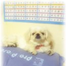 여시발바닥 이미지